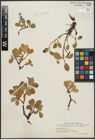 Foto von Salix arctica Pall.